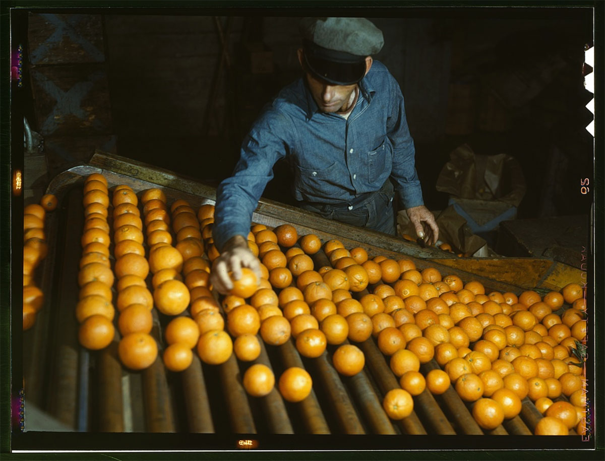 Orange_You_Glad_Im_Back