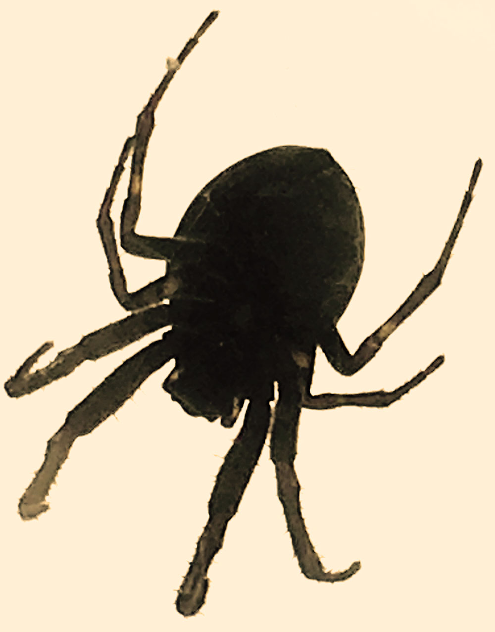 Silhouette photo of the scary-looking but harmless bridge spider.