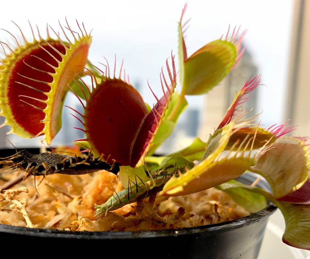 Photo of a Venus flytrap plant. It has medium-wide leaves that end in a bear-trap looking snapper with sharp edges. It's only fatal to insects and other small prey.